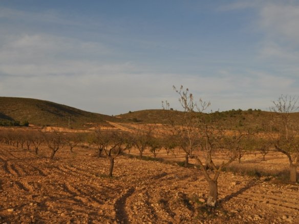 Land in Abanilla - Caza De Casa