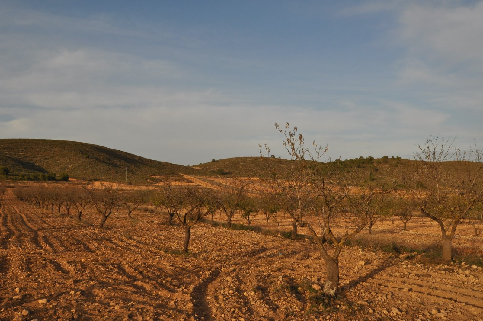 Land in Abanilla - Caza De Casa