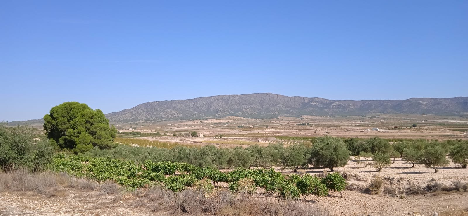 Land in Pinoso - Caza De Casa