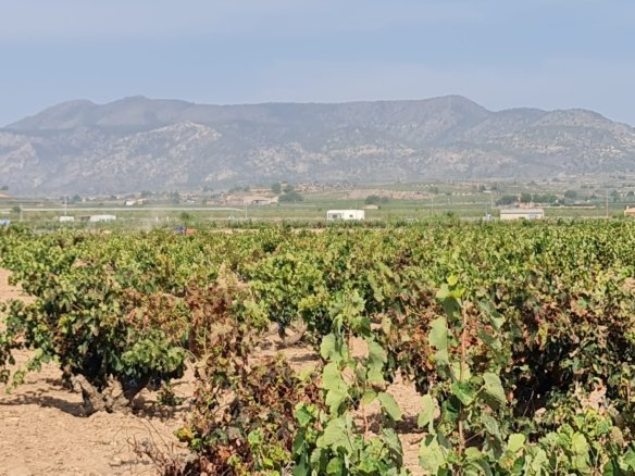 Land in Pinoso - Caza De Casa