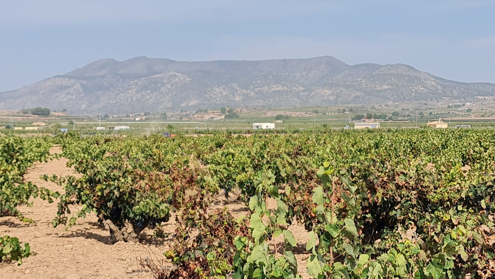 Land in Pinoso - Caza De Casa