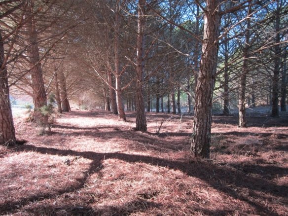 8,266 m² Land in Yecla - Caza De Casa
