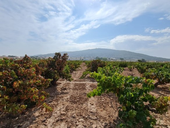 Land in Pinoso - Caza De Casa