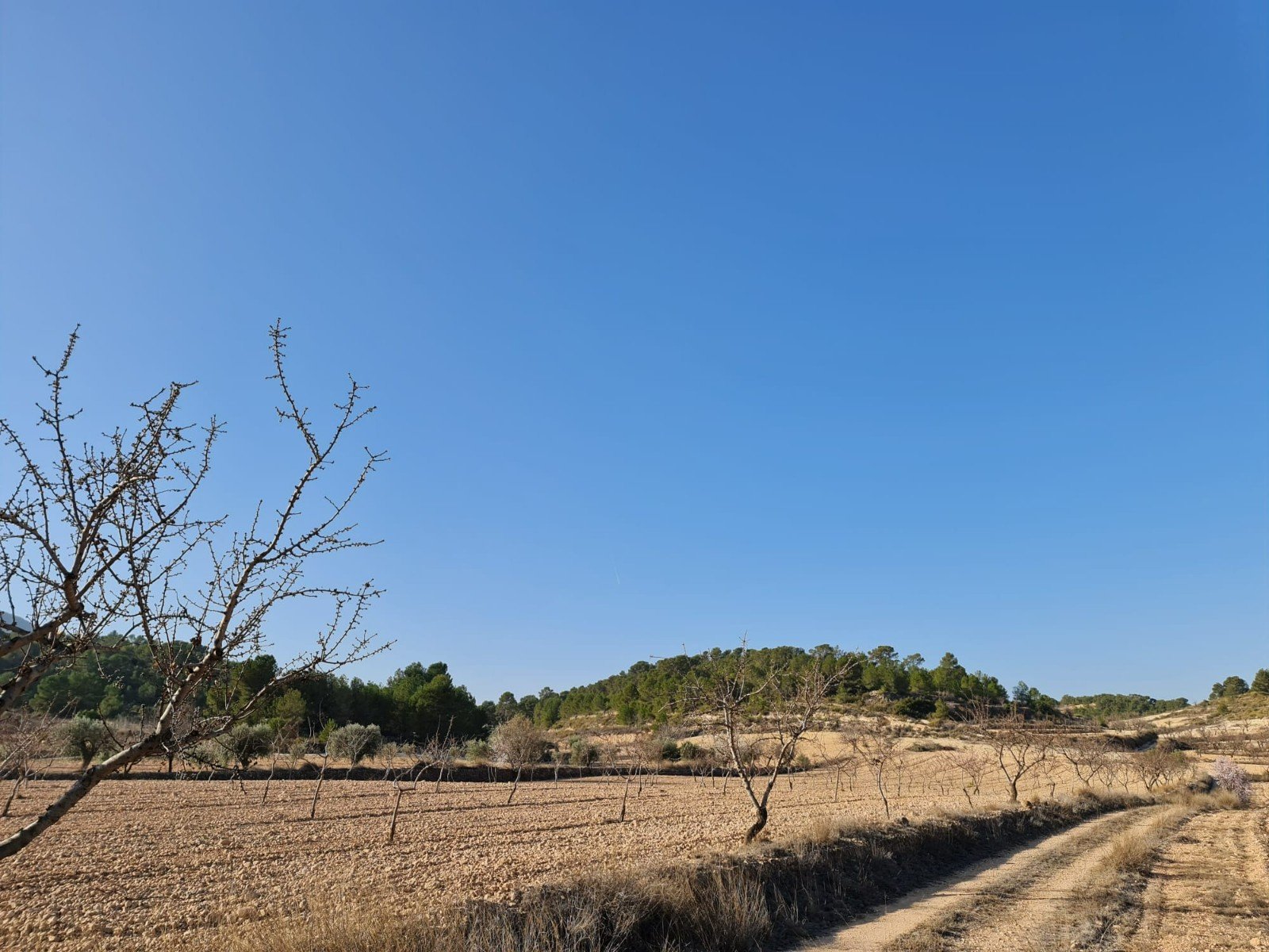 19,338 m² Land in Jumilla - Caza De Casa