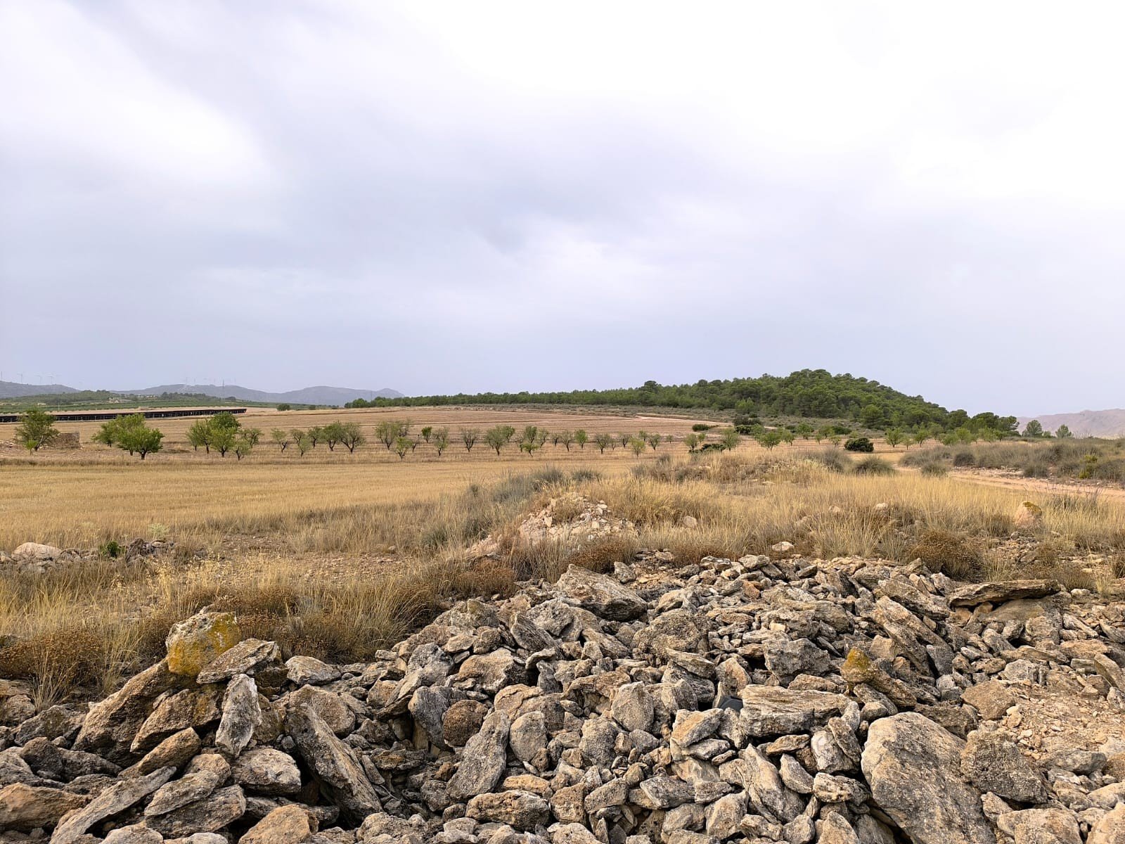Land in Yecla - Caza De Casa