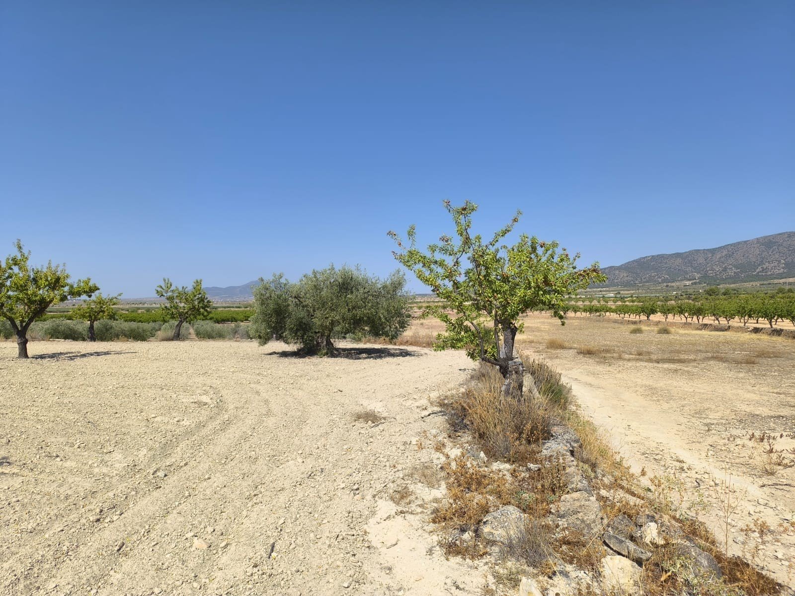 Land in Monóvar/Monóver - Caza De Casa
