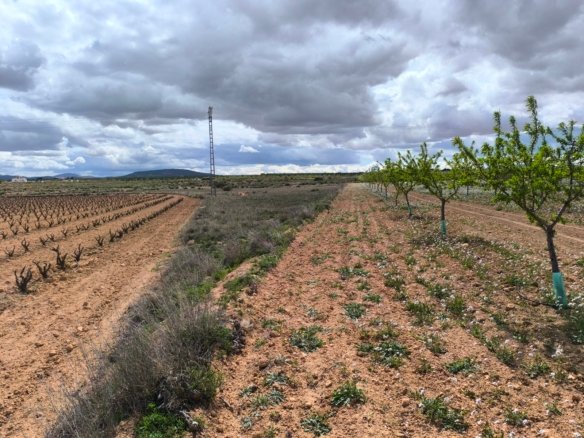 16,137 m² Land in Pinoso - Caza De Casa