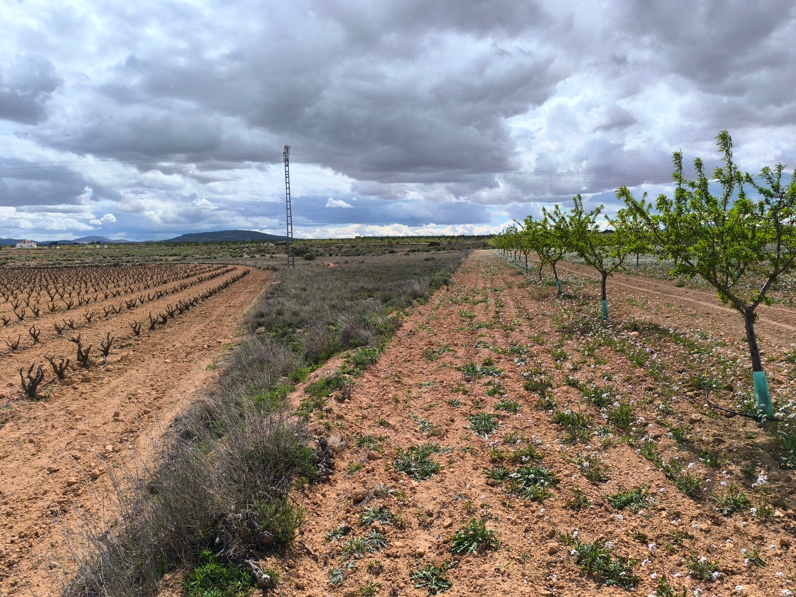 16,137 m² Land in Pinoso - Caza De Casa