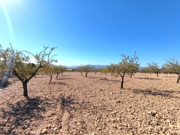 Land in Monóvar/Monóver - Caza De Casa