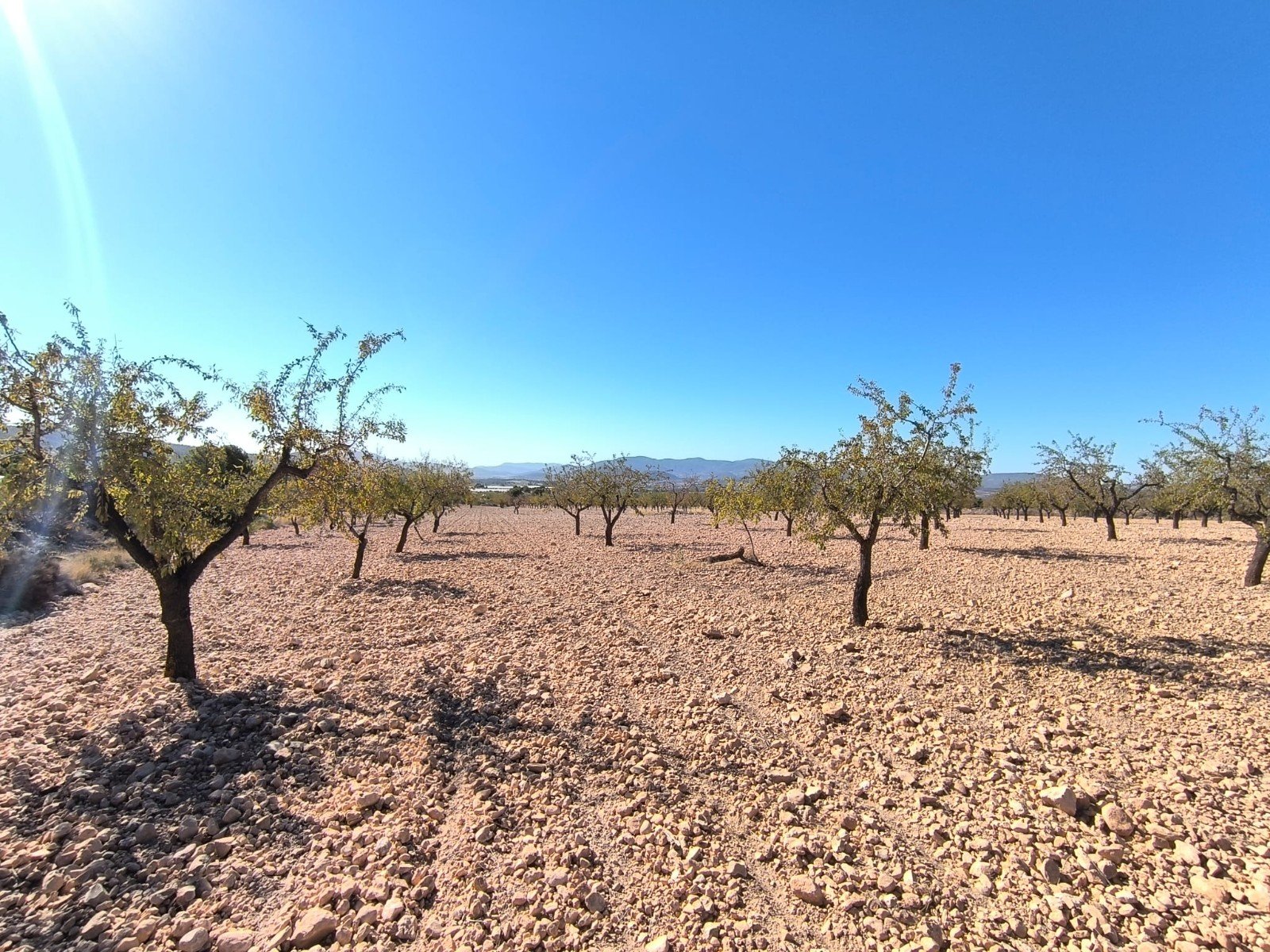 Land in Monóvar/Monóver - Caza De Casa