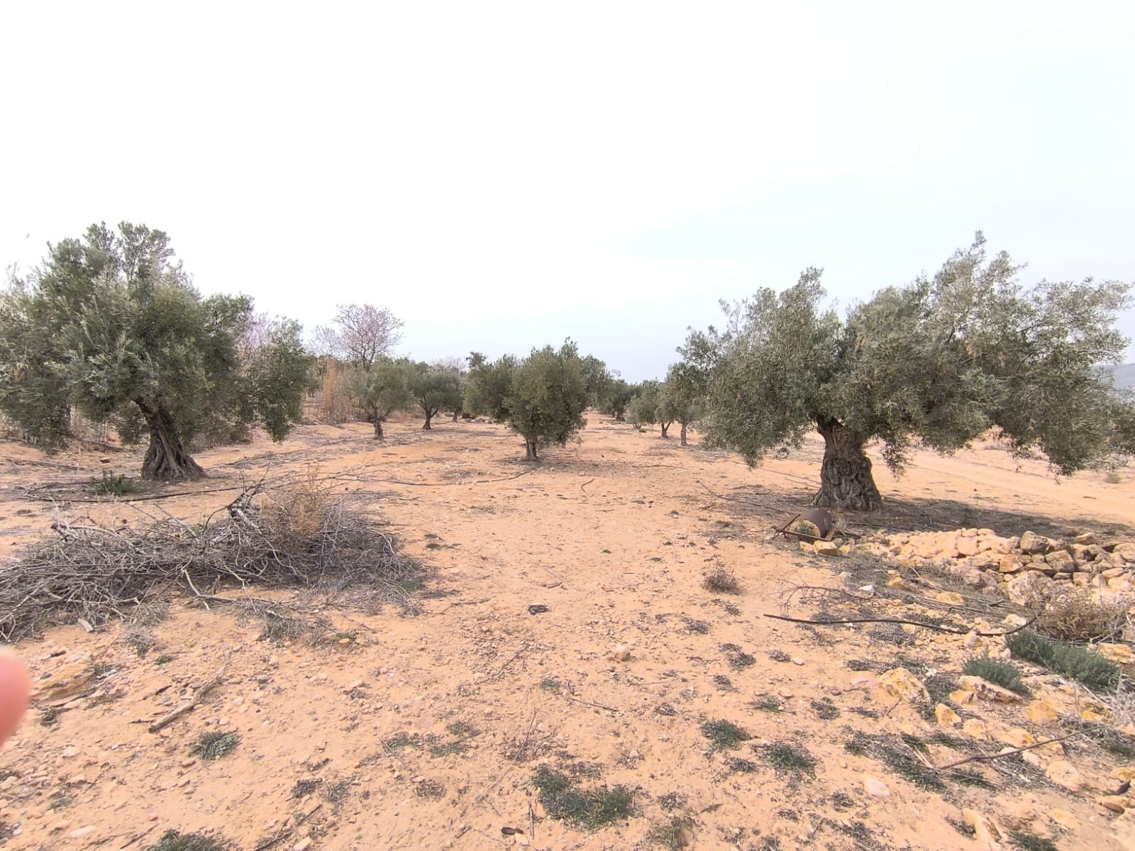 27,000 m² Land in Villena - Caza De Casa