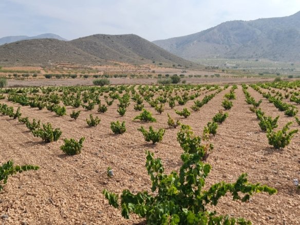 Land in Abanilla - Caza De Casa