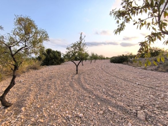 9,157 m² Land in Pinoso - Caza De Casa