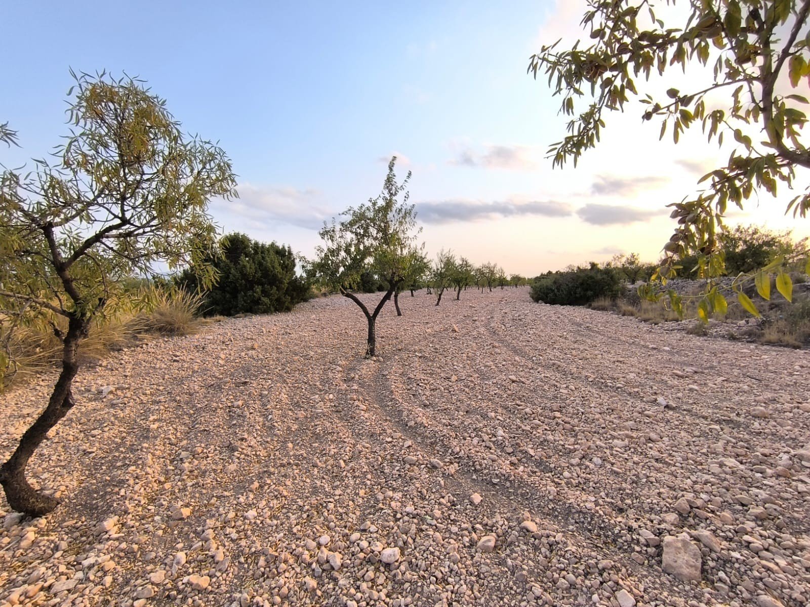 9,157 m² Land in Pinoso - Caza De Casa