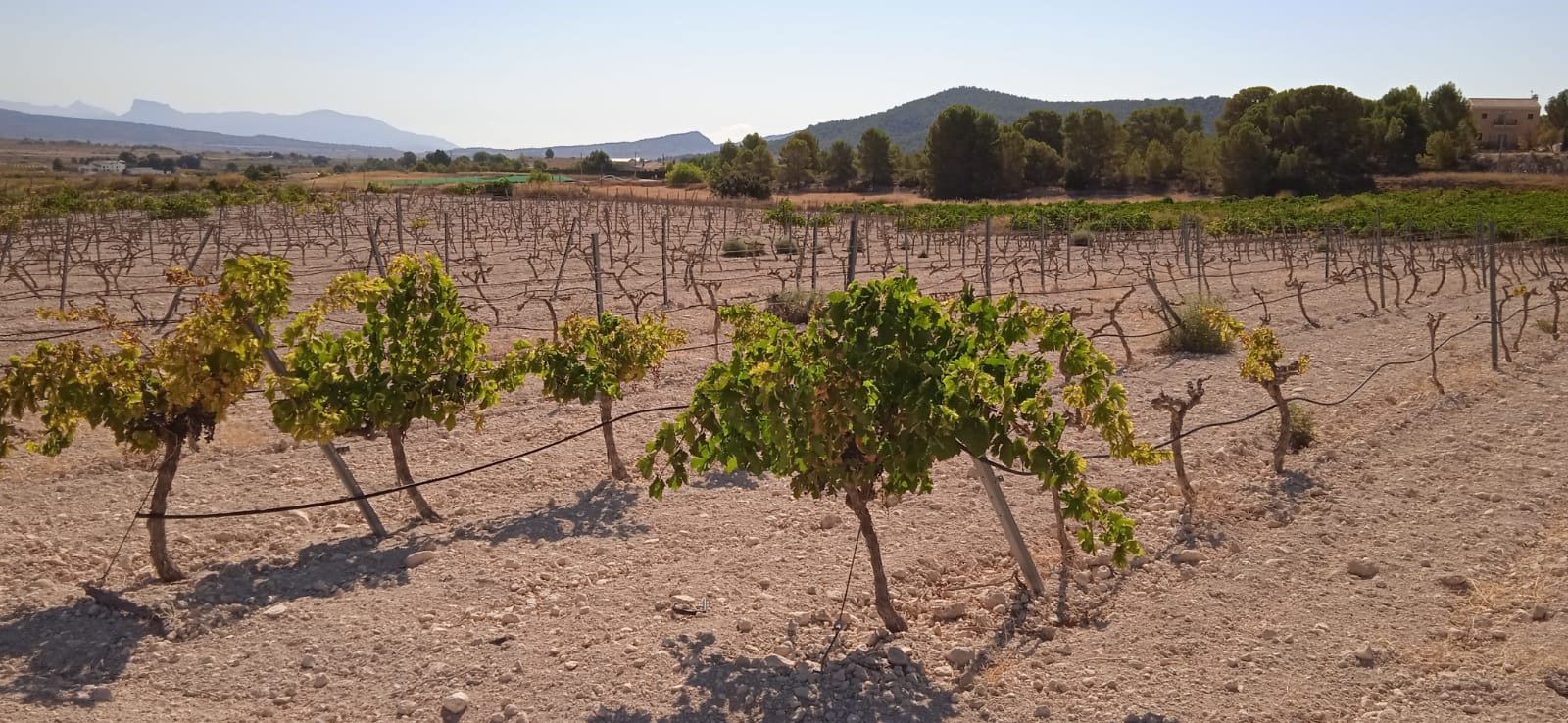 Land in Pinoso - Caza De Casa