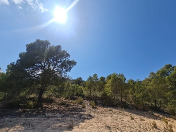 31,486 m² Land in Yecla - Caza De Casa