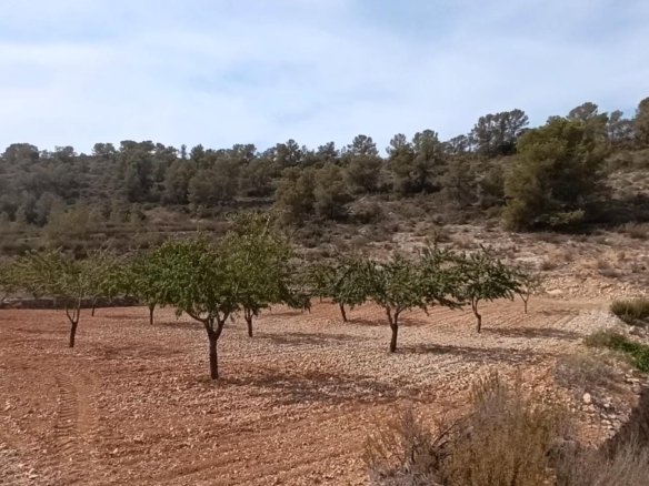 Land in Abanilla - Caza De Casa