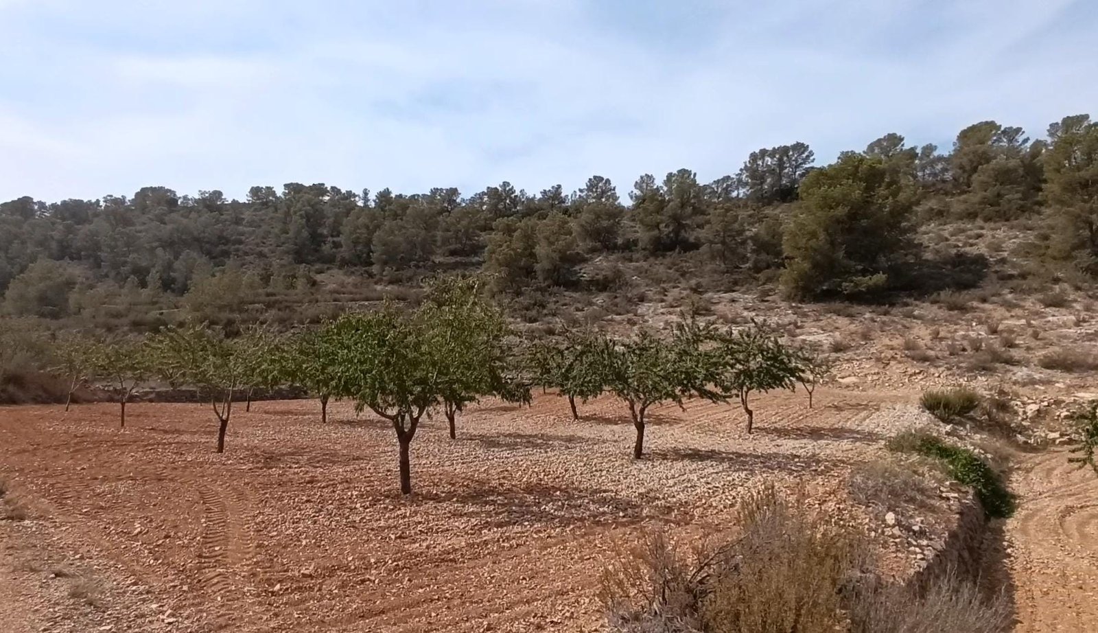 Land in Abanilla - Caza De Casa