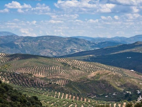 19,701 m² Land in Antequera - Caza De Casa
