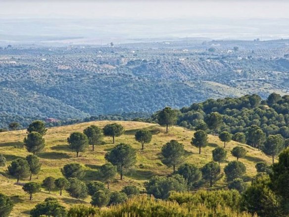 19,701 m² Land in Antequera - Caza De Casa