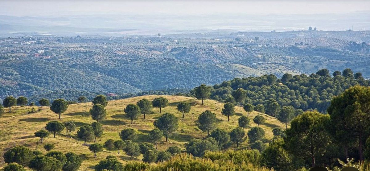 19,701 m² Land in Antequera - Caza De Casa