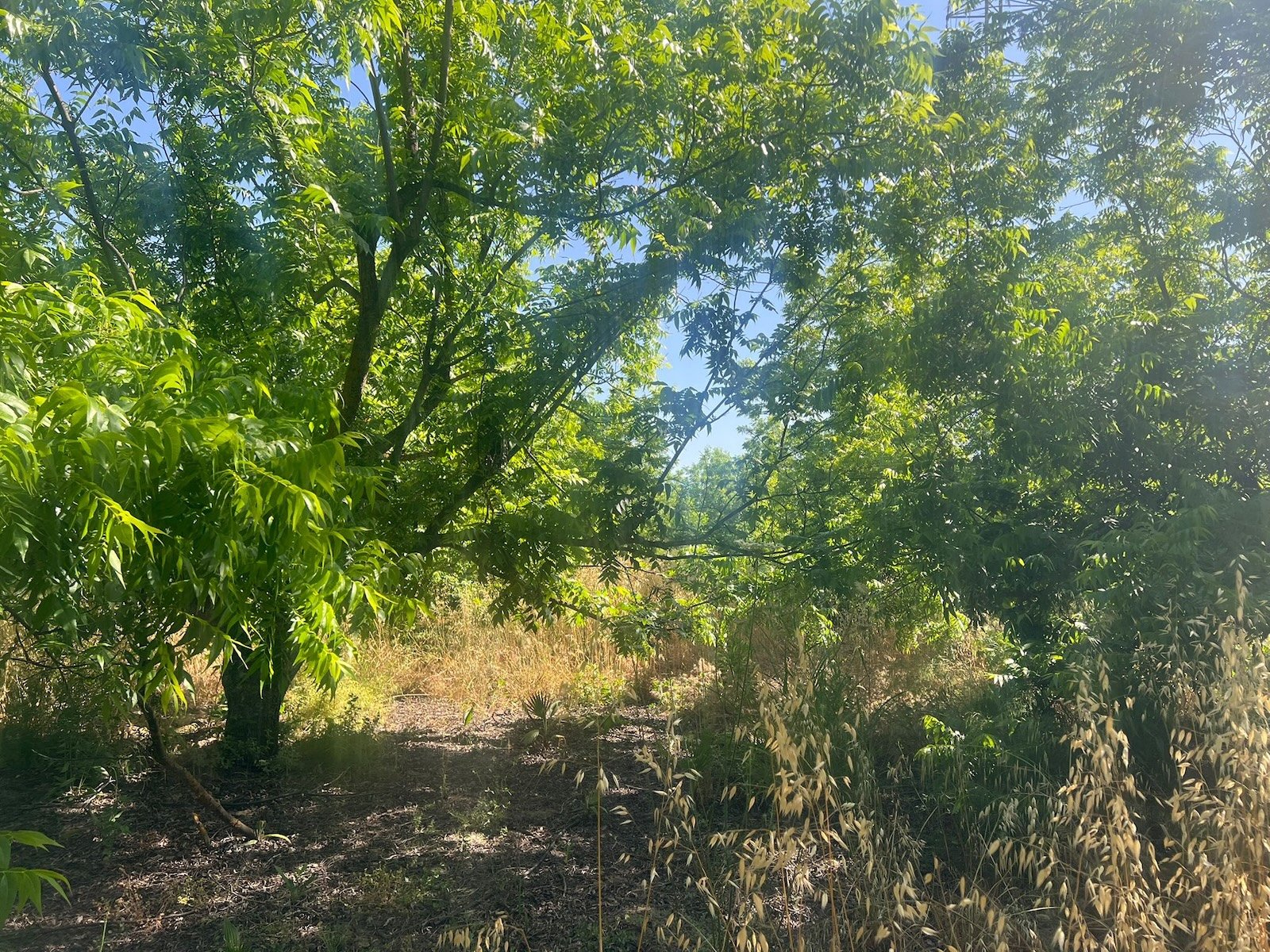 Land in Alhaurin el Grande - Caza De Casa