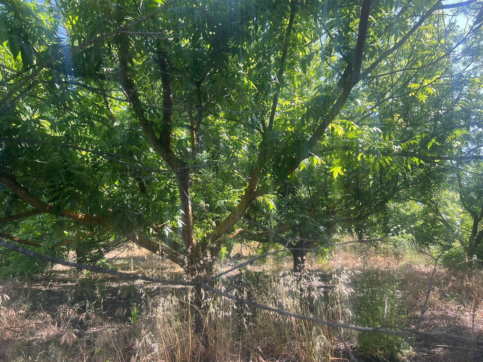Land in Alhaurin el Grande - Caza De Casa