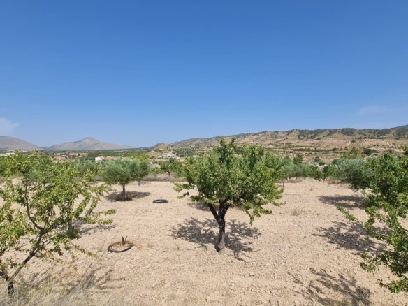 5,900 m² Land in Abanilla - Caza De Casa