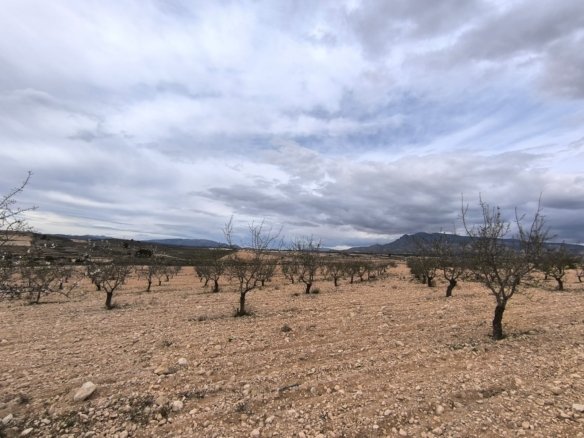 Land in Pinoso - Caza De Casa