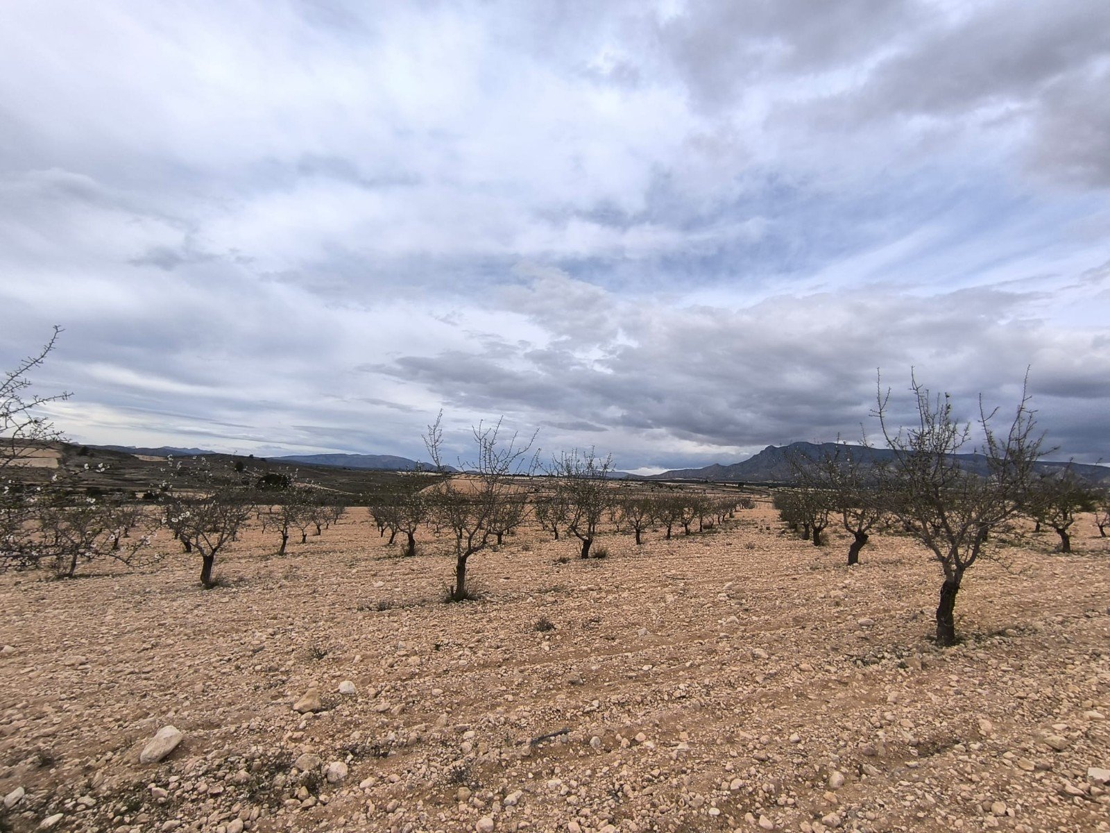 Land in Pinoso - Caza De Casa