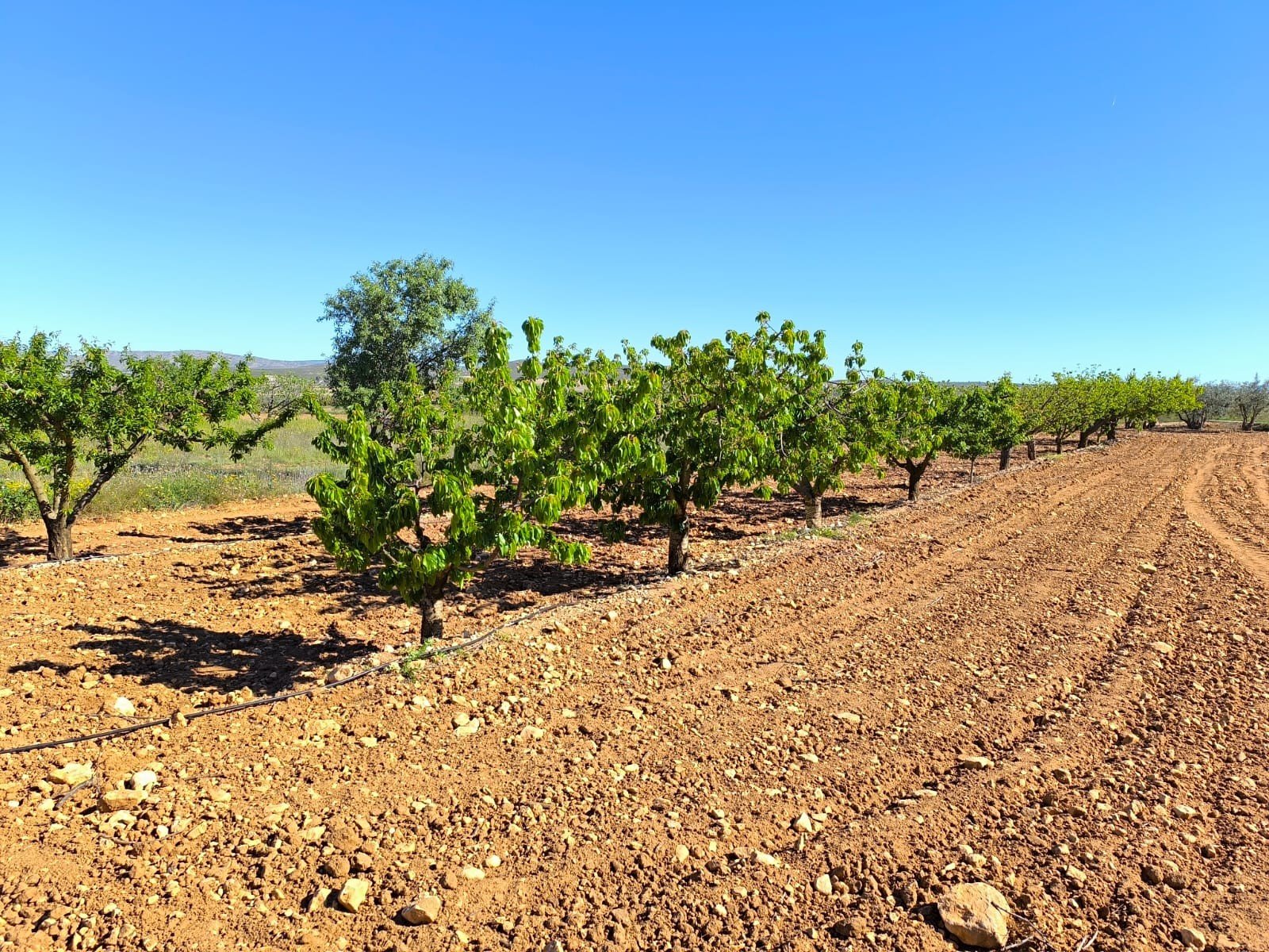 4 Bedroom 1 Bathroom Country House in Yecla - Caza De Casa