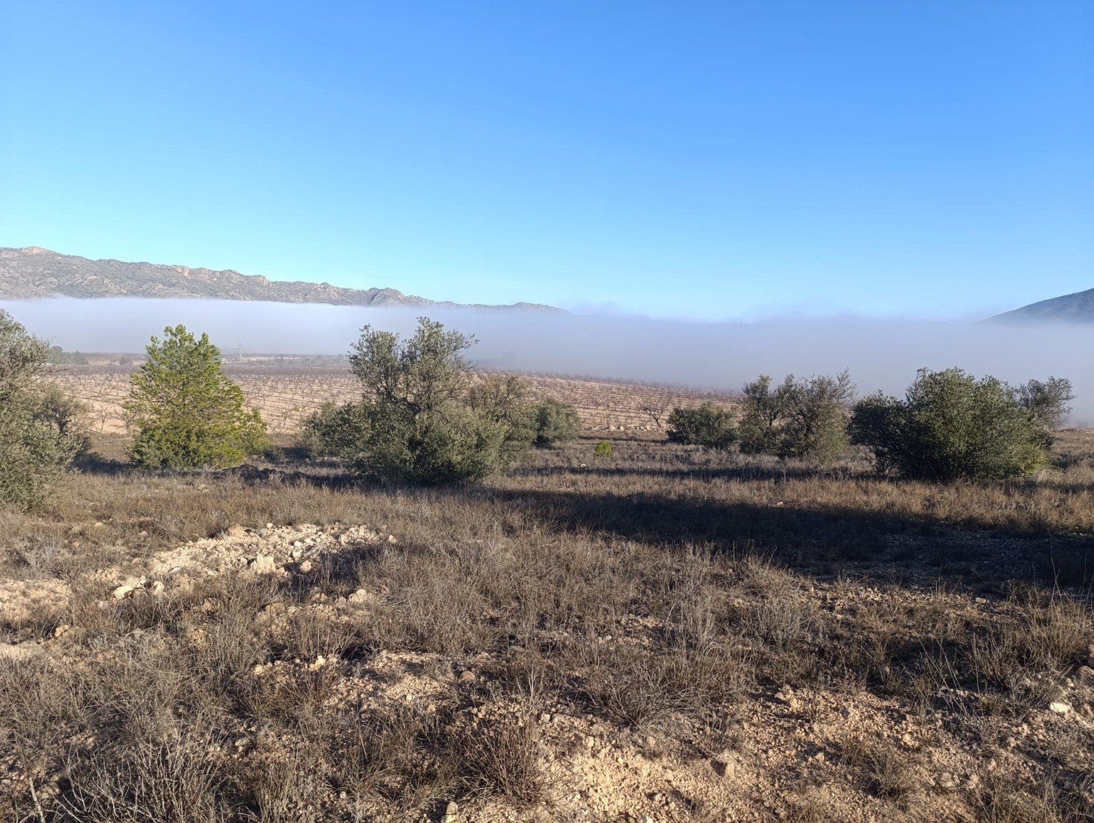 9,197 m² Land in Yecla - Caza De Casa
