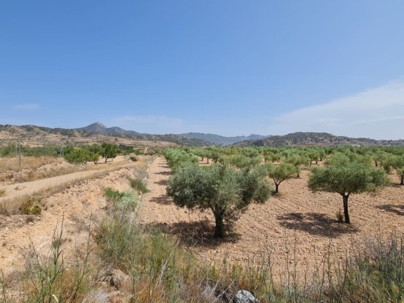Land in Abanilla - Caza De Casa