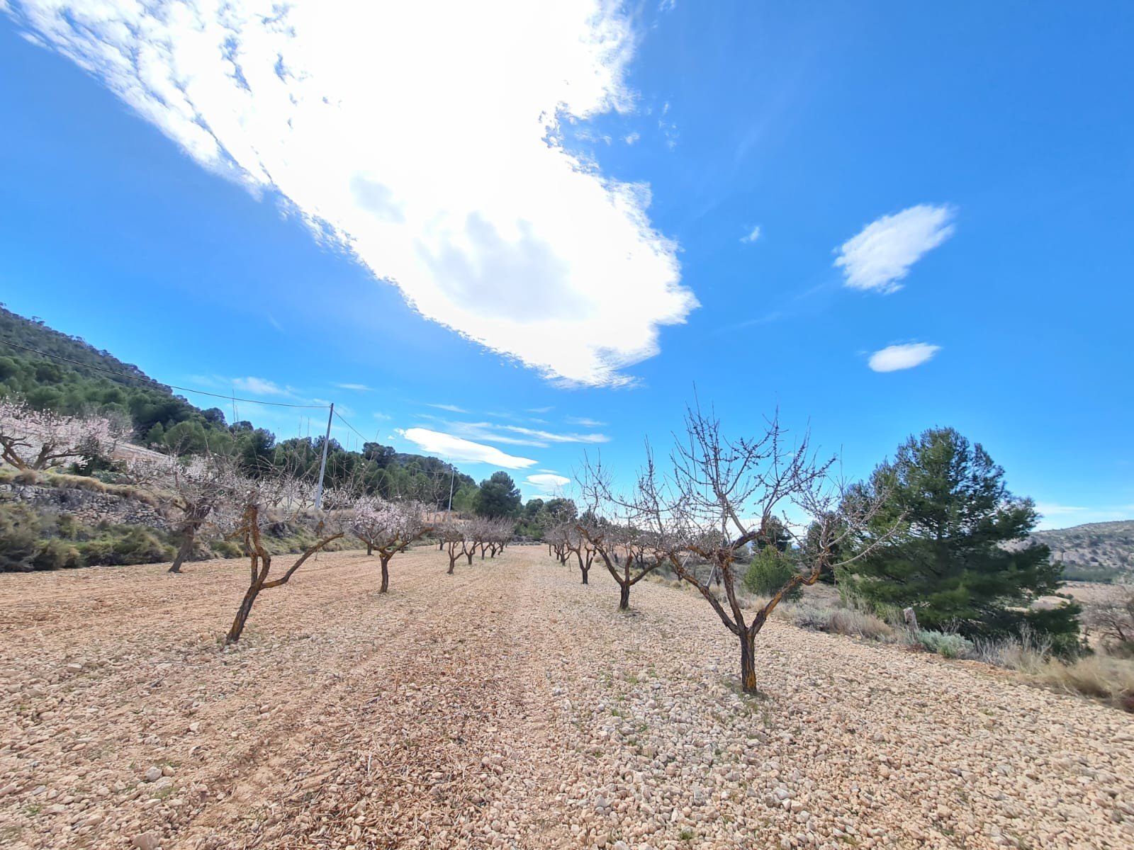 a5429d965c385d16 Land in Pinoso - Caza De Casa