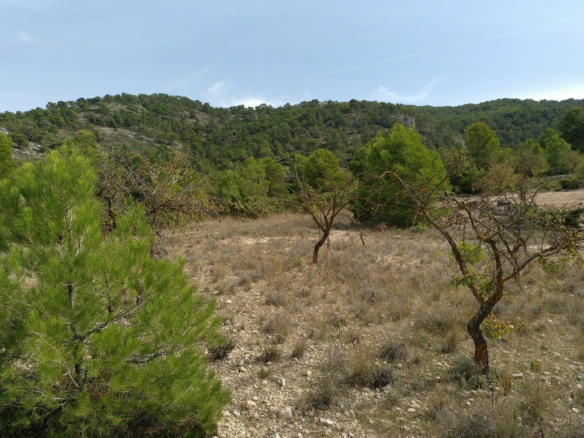 Land in Abanilla - Caza De Casa