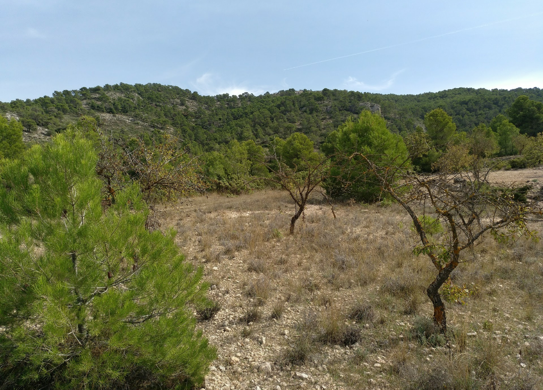 a56b82d46a296e9b Land in Abanilla - Caza De Casa