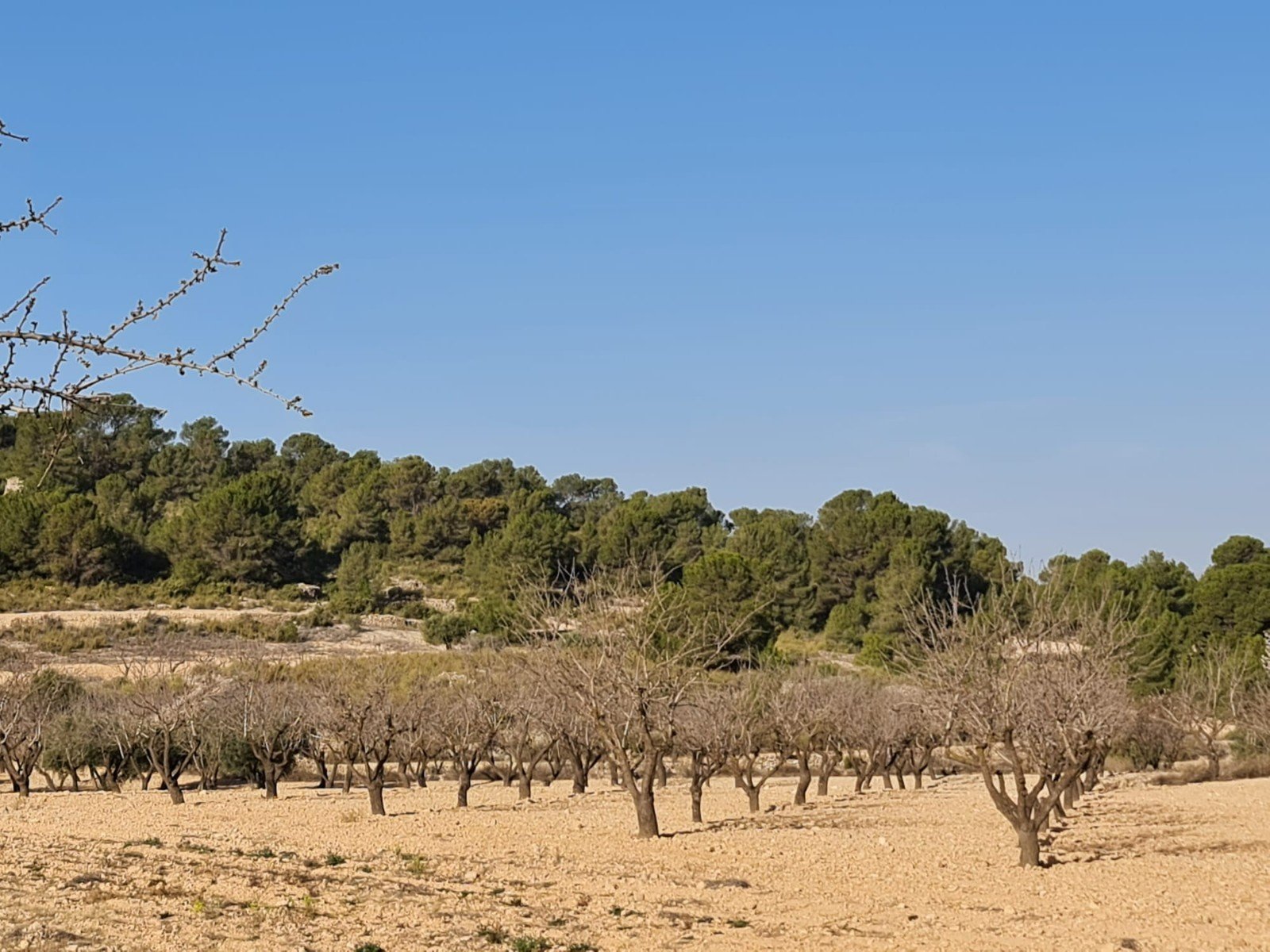 19,338 m² Land in Jumilla - Caza De Casa