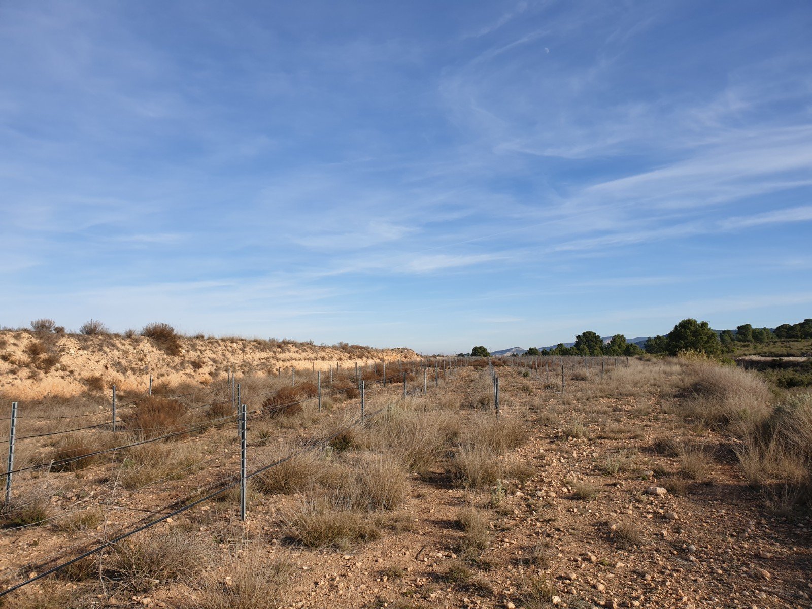 12,116 m² Land in Pinoso - Caza De Casa