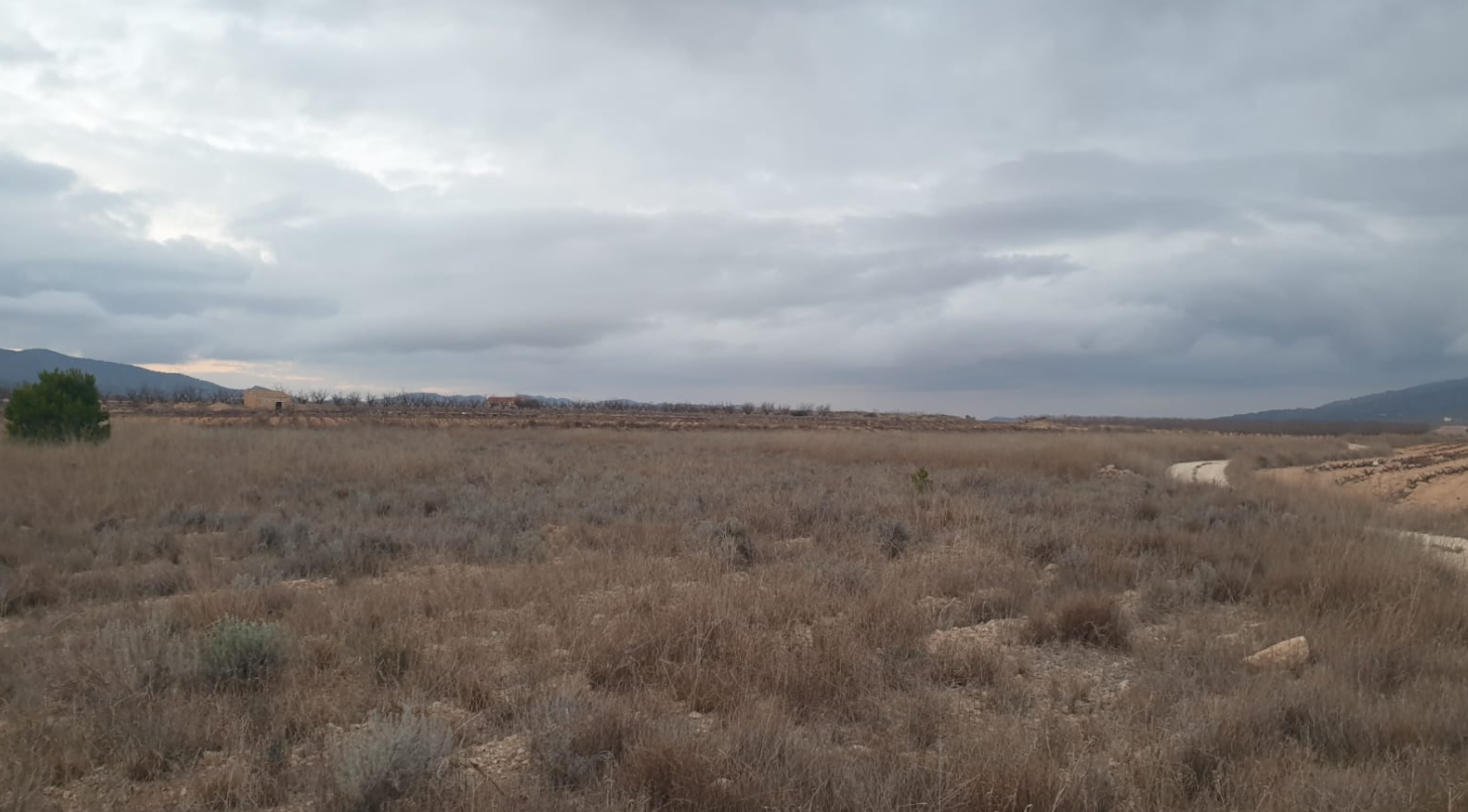 9,908 m² Land in Pinoso - Caza De Casa