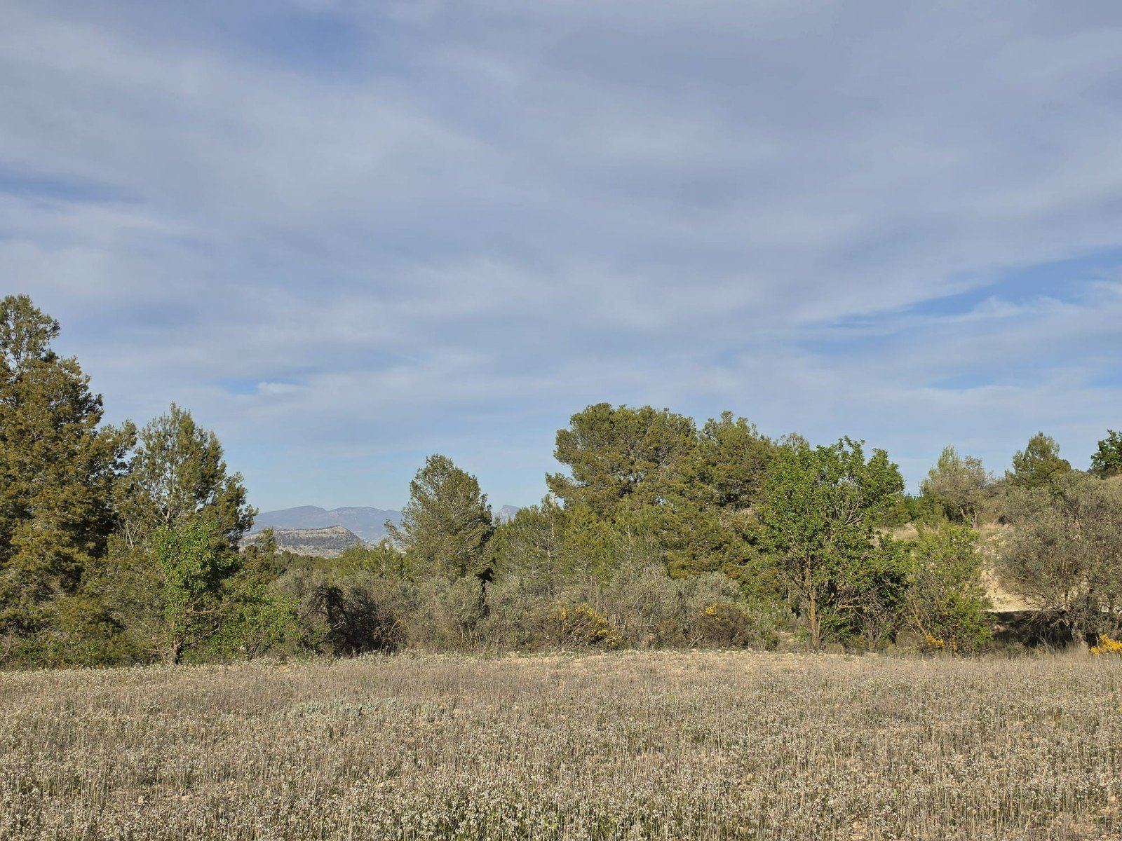8,802 m² Land in Monóvar/Monóver - Caza De Casa