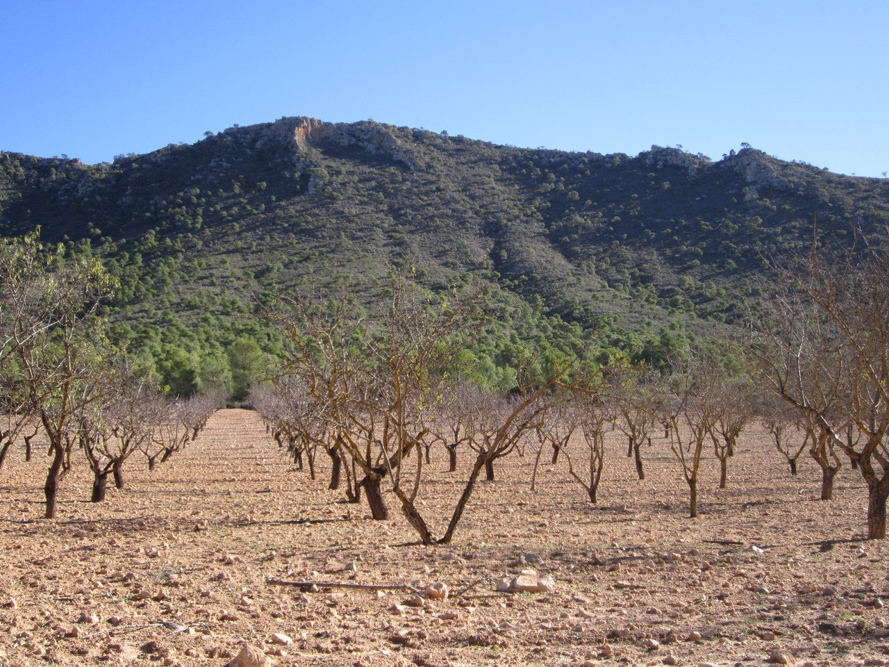 8,266 m² Land in Yecla - Caza De Casa