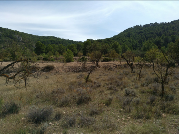 Land in Abanilla - Caza De Casa