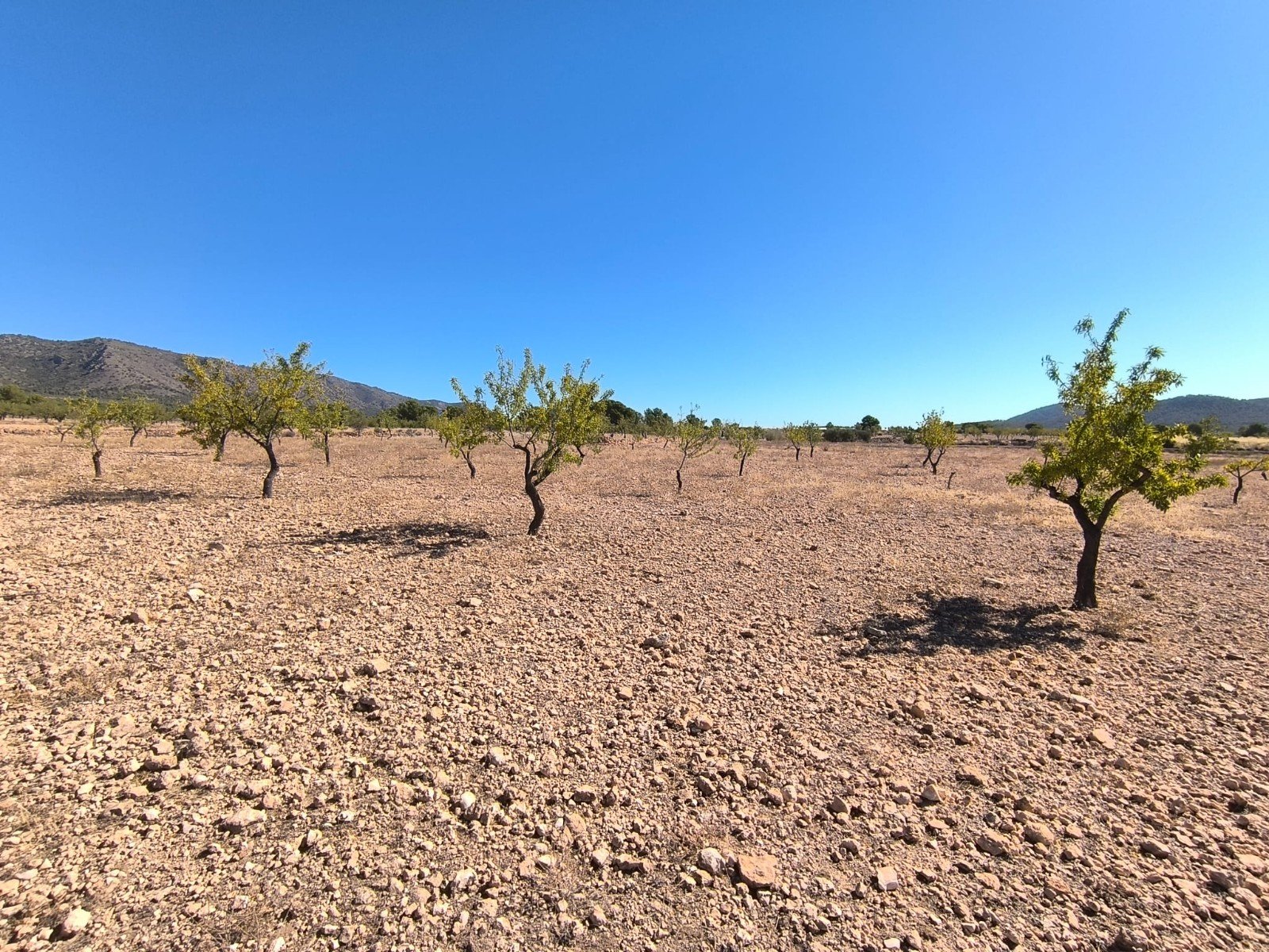 Land in Monóvar/Monóver - Caza De Casa