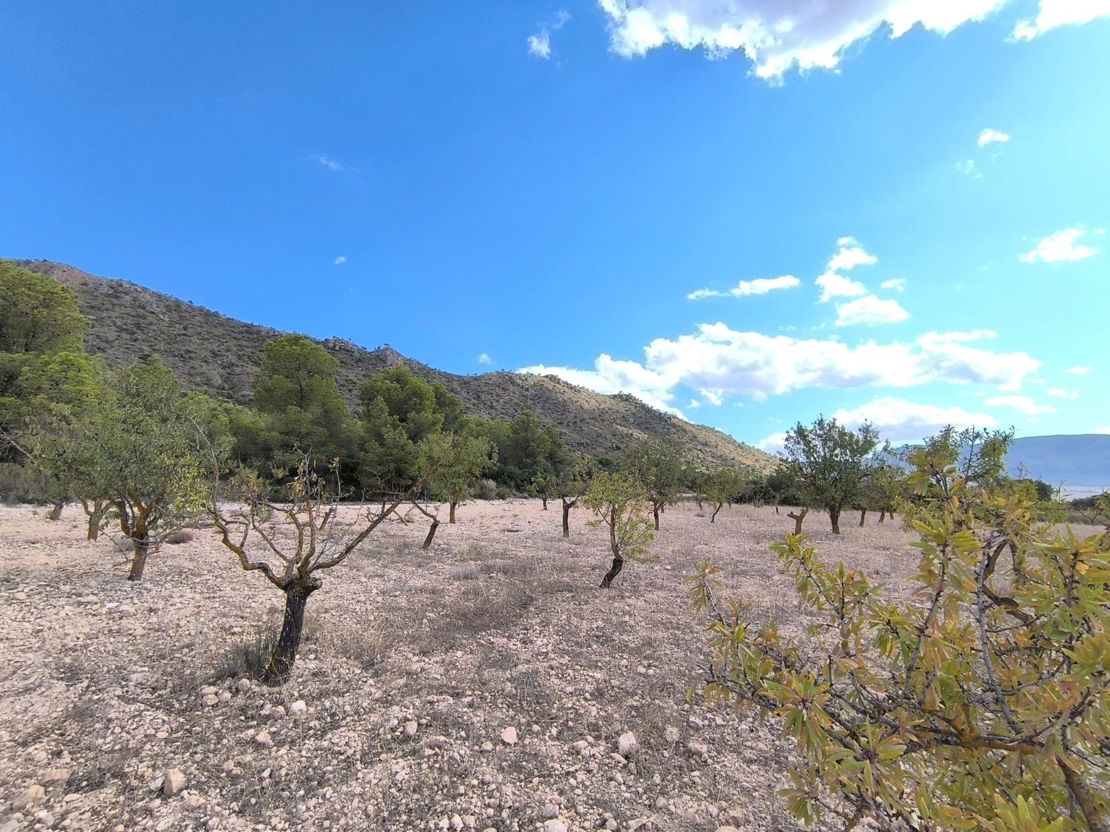 8,266 m² Land in Yecla - Caza De Casa