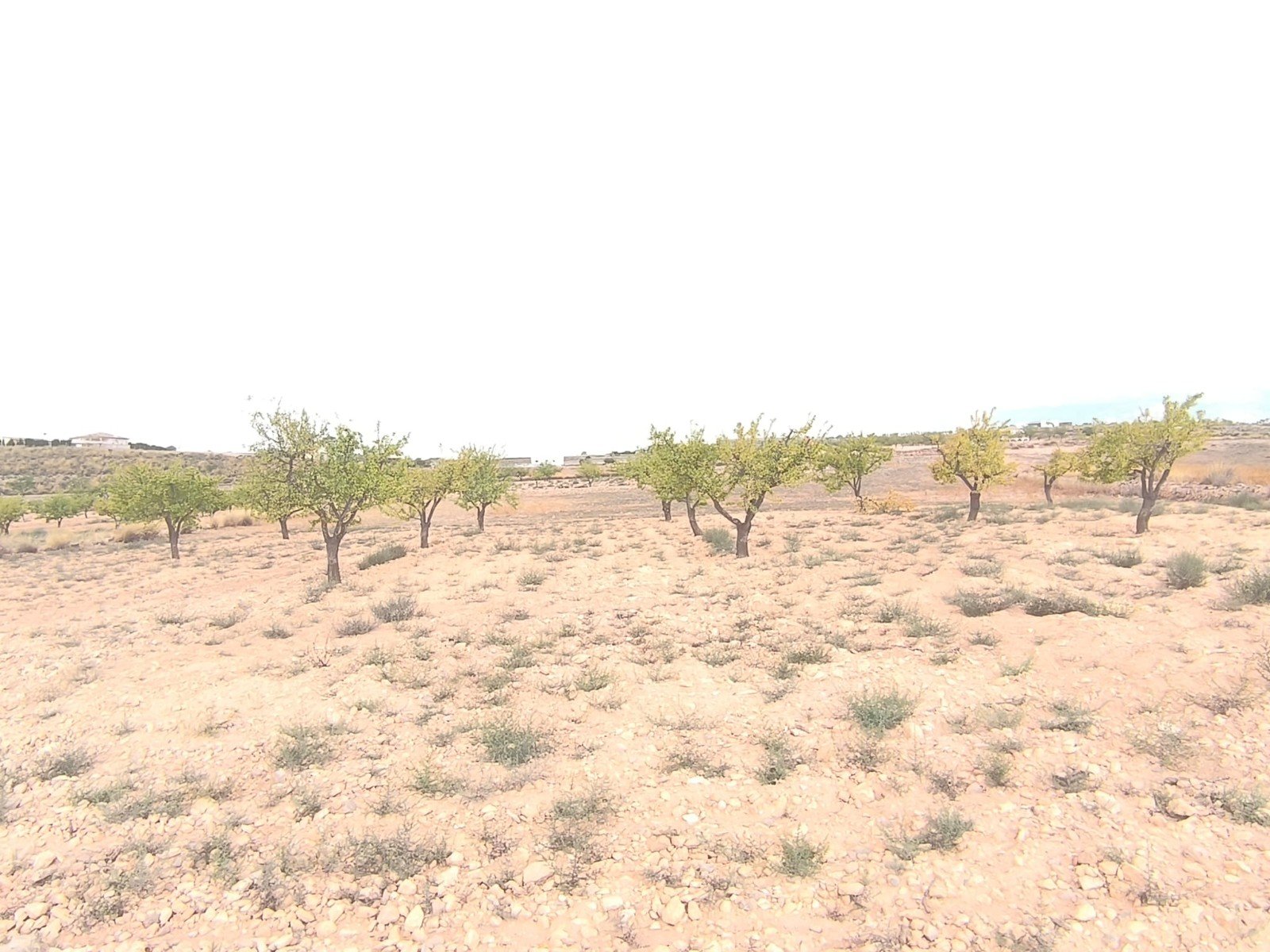 46,696 m² Land in Pinoso - Caza De Casa