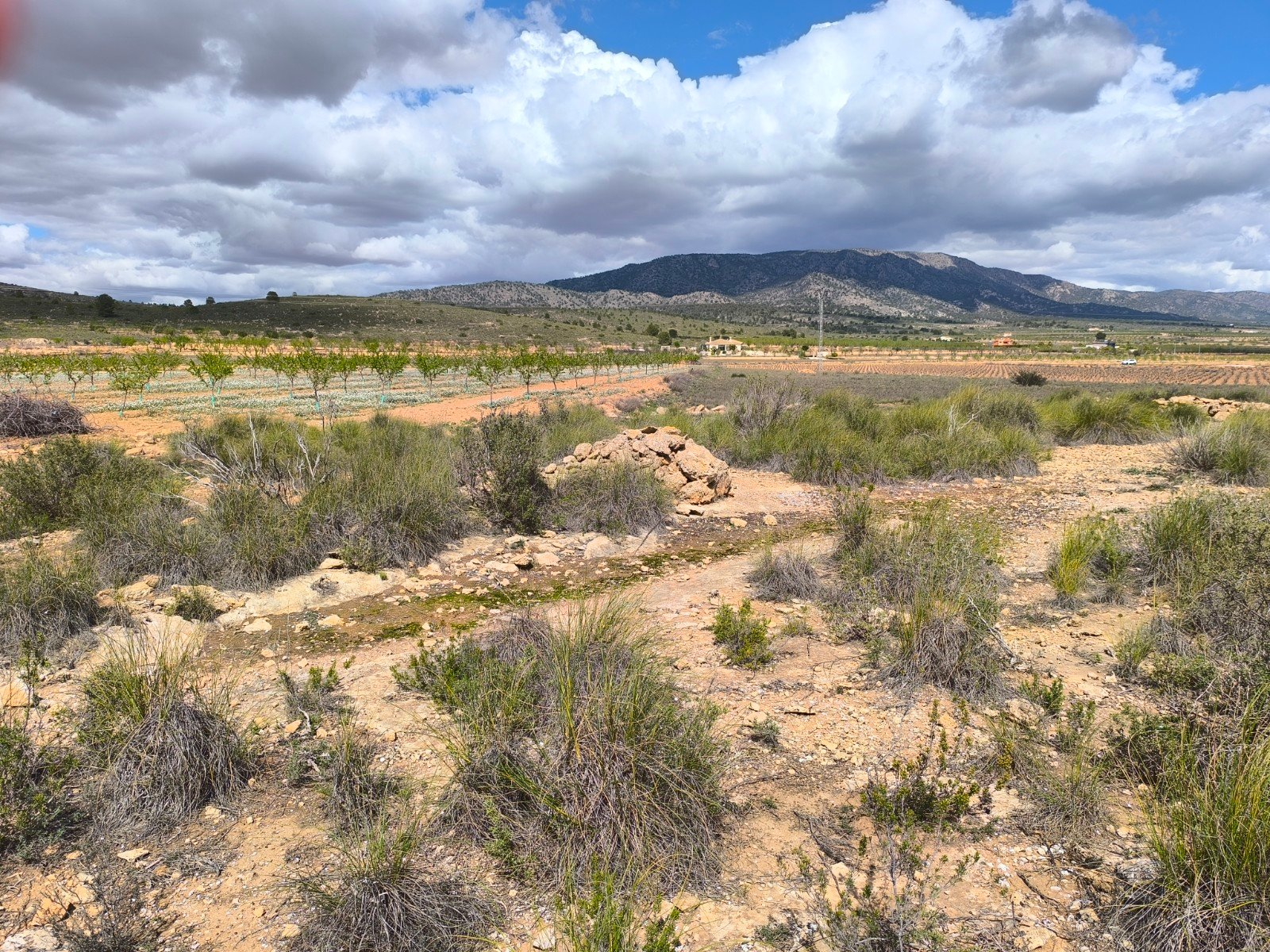 16,137 m² Land in Pinoso - Caza De Casa