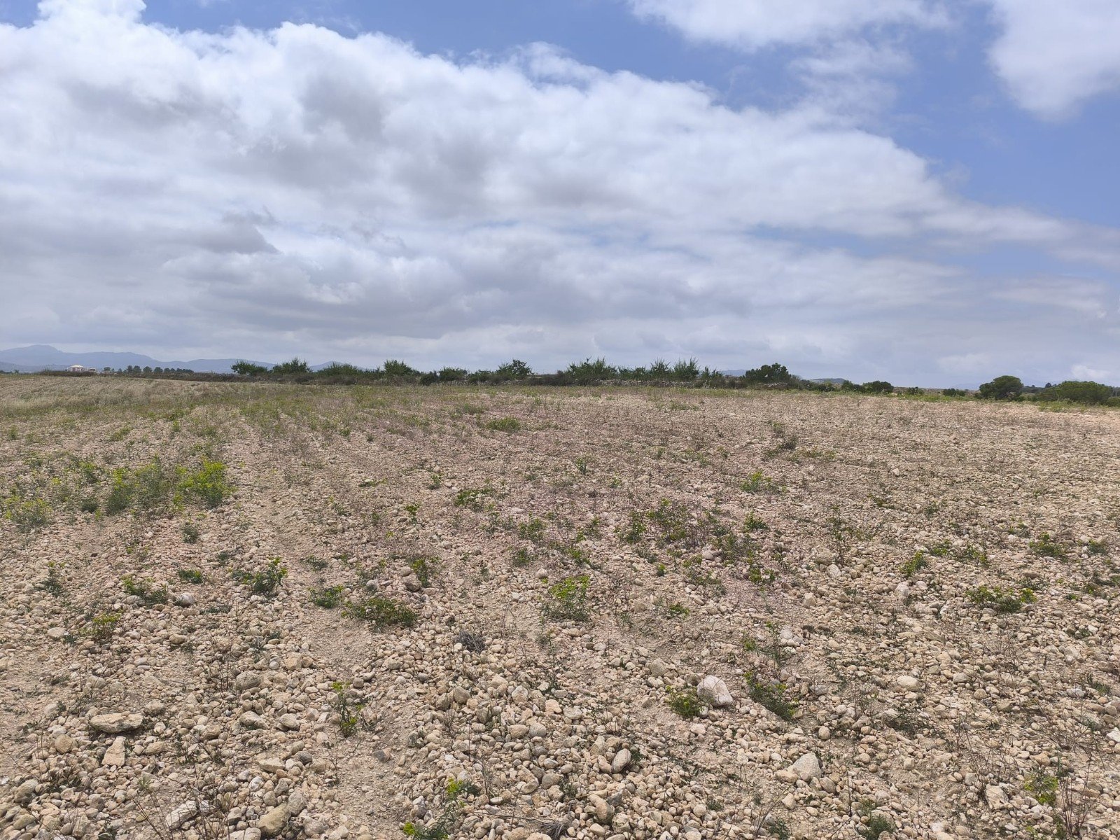 29,575 m² Land in Pinoso - Caza De Casa