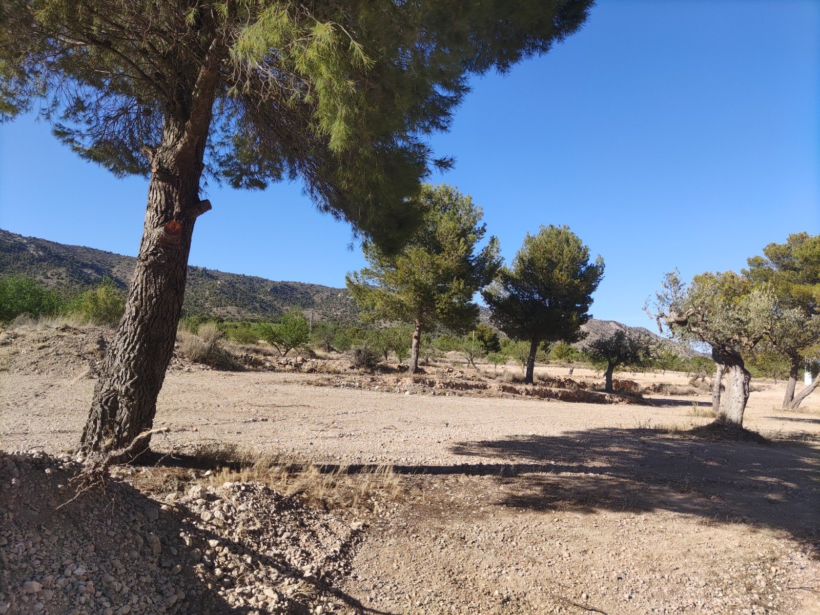 Land in Pinoso - Caza De Casa