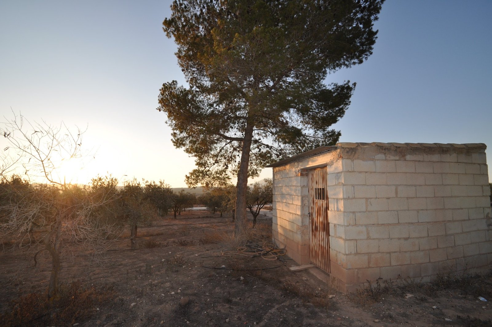 13,020 m² Land in Pinoso - Caza De Casa