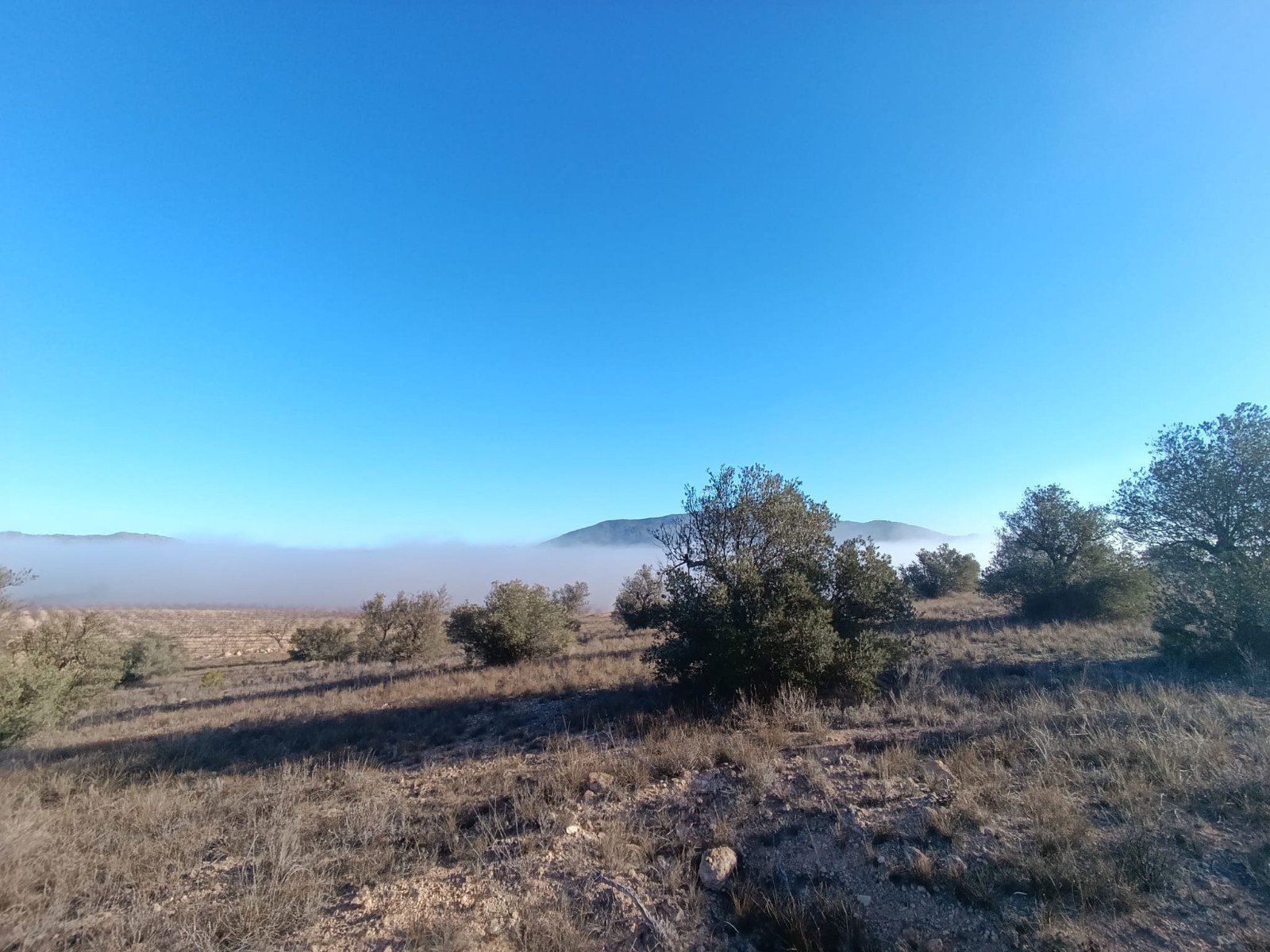 9,197 m² Land in Yecla - Caza De Casa